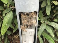 Lichtmast voller Vogelnester Lichtmast voller Vogelnester